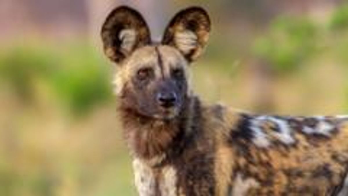 Record 2,485-Mile Journey by African Wild Dogs Shows Connectivity Despite Human Pressures