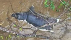 Zambia Anthrax Outbreak Prompts Warning on Wildlife Meat